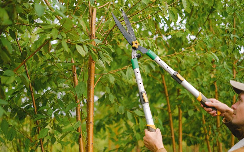 Tree trimming in Stoney Fork, KY